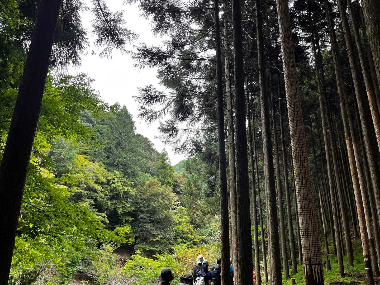 鷹峯源光庵前バス停-上ノ水峠-仏栗峠-槙ノ尾バス停-清滝バ 縦走コースの写真