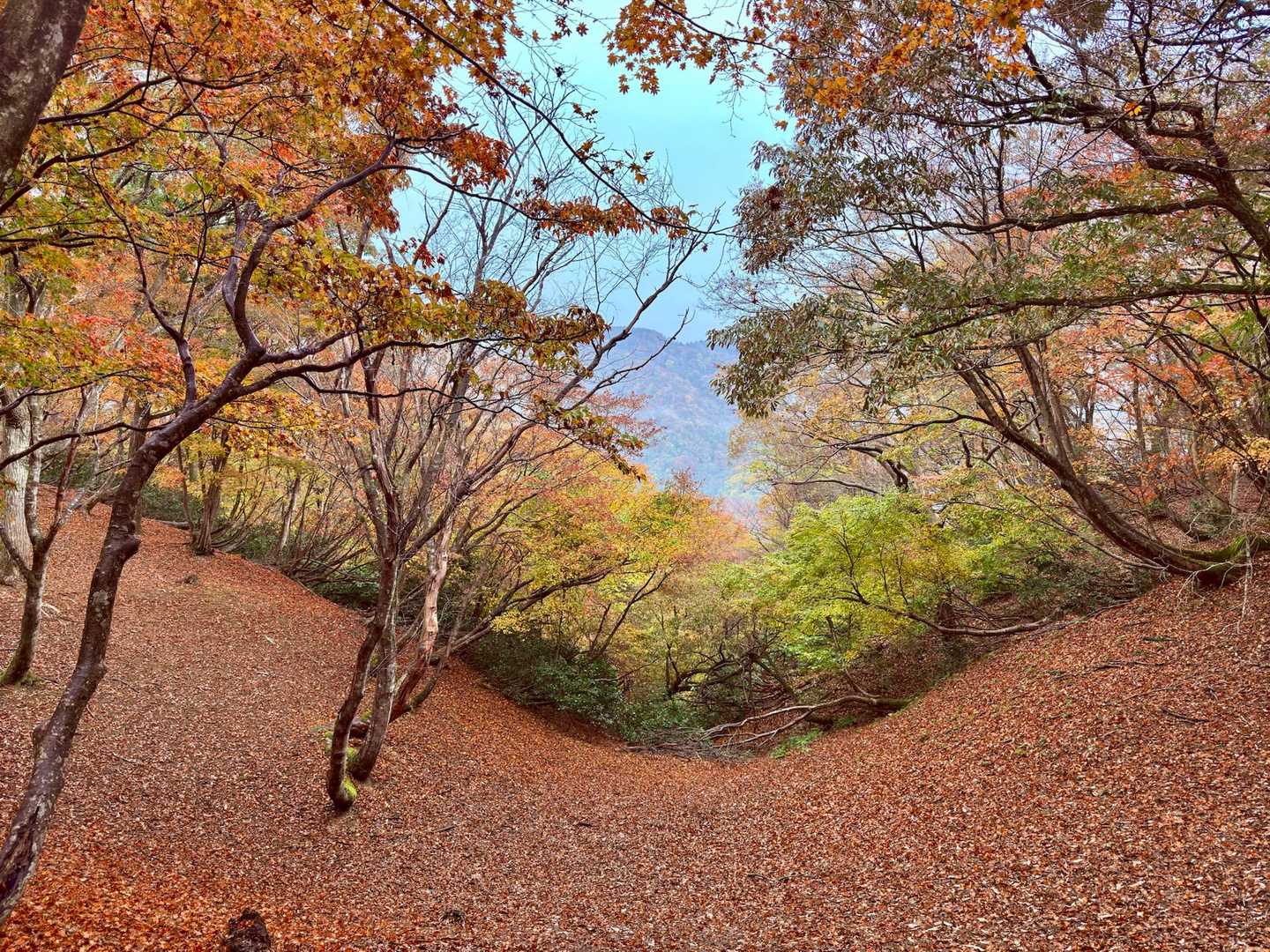 この光景が独り占めとか贅沢プランが過ぎる