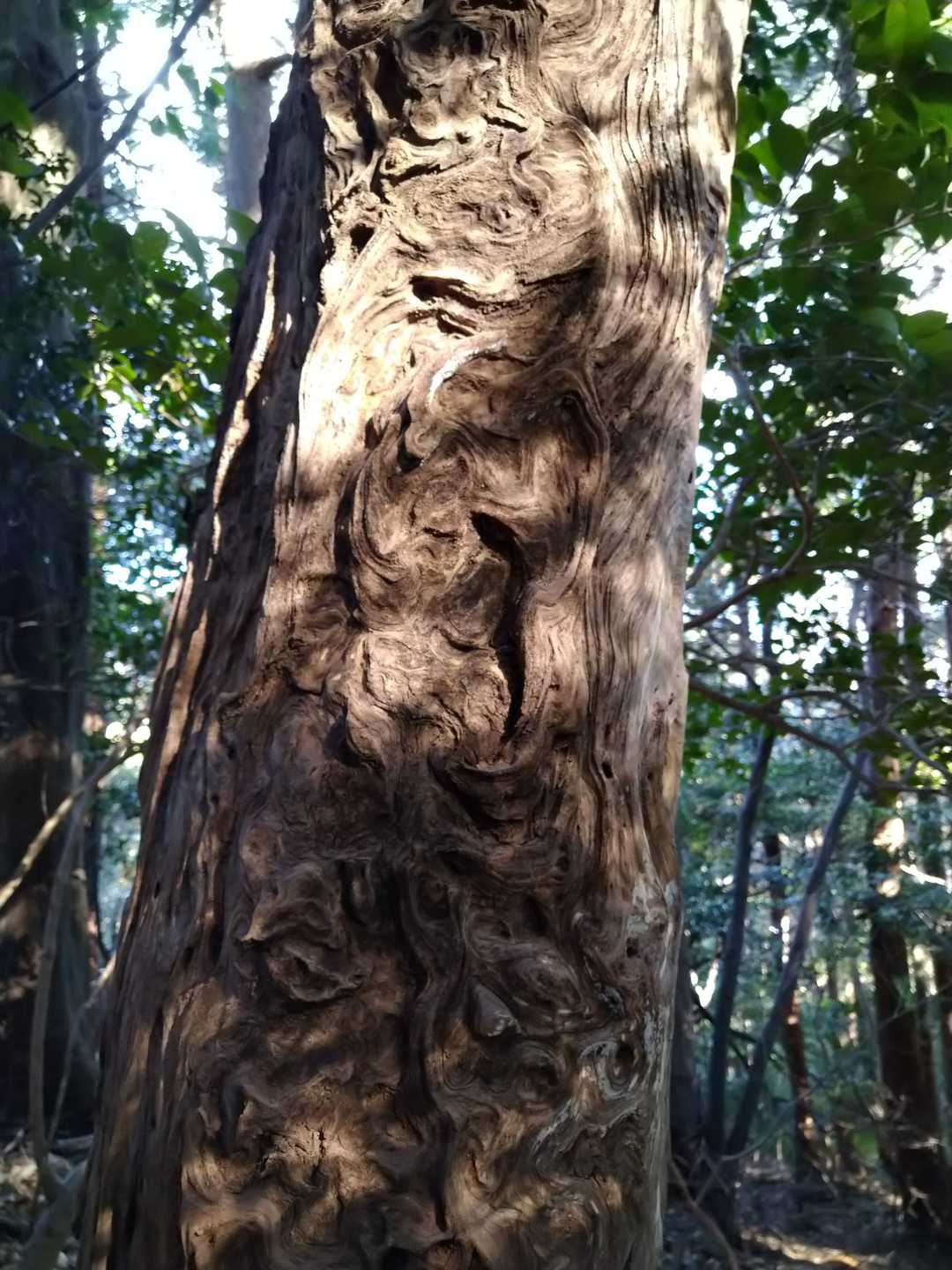不思議な模様
