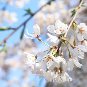 《 足羽神社 》

『しだれ桜』
もちろん接写にもチャレンジ!!　blue & white のコラボは大好物!(^^)!
(h)