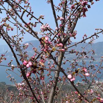 山頂はこんなもんです