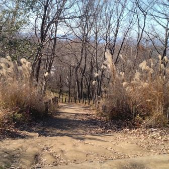 下山します。
5月にはムサシノキスゲが咲く。