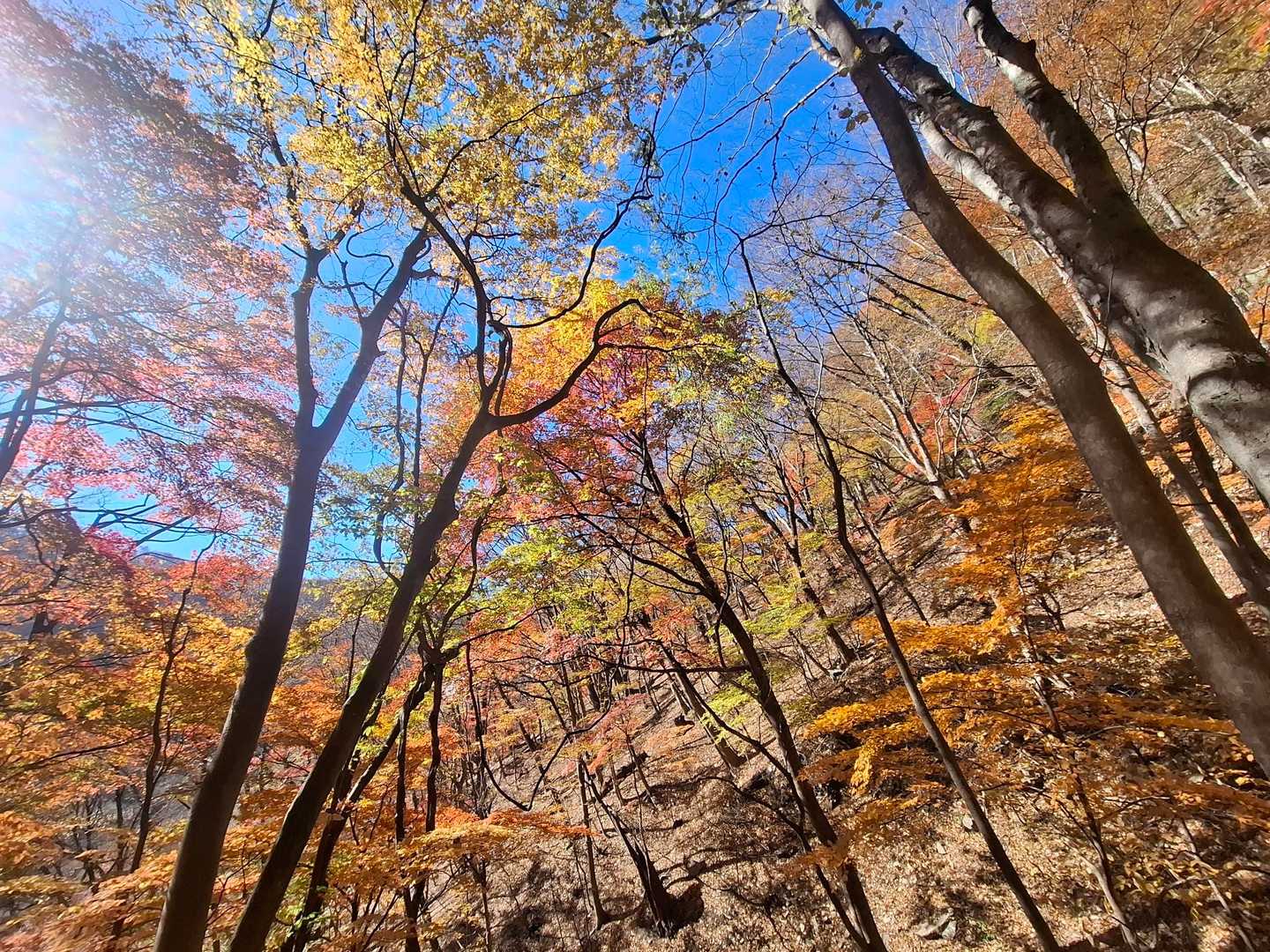 碓氷峠旧中山道入口-刎石山-粟が原-めがね橋 周回コースの写真