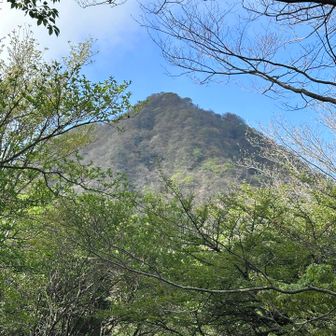 見上げれば、金時山までの登り返しが…