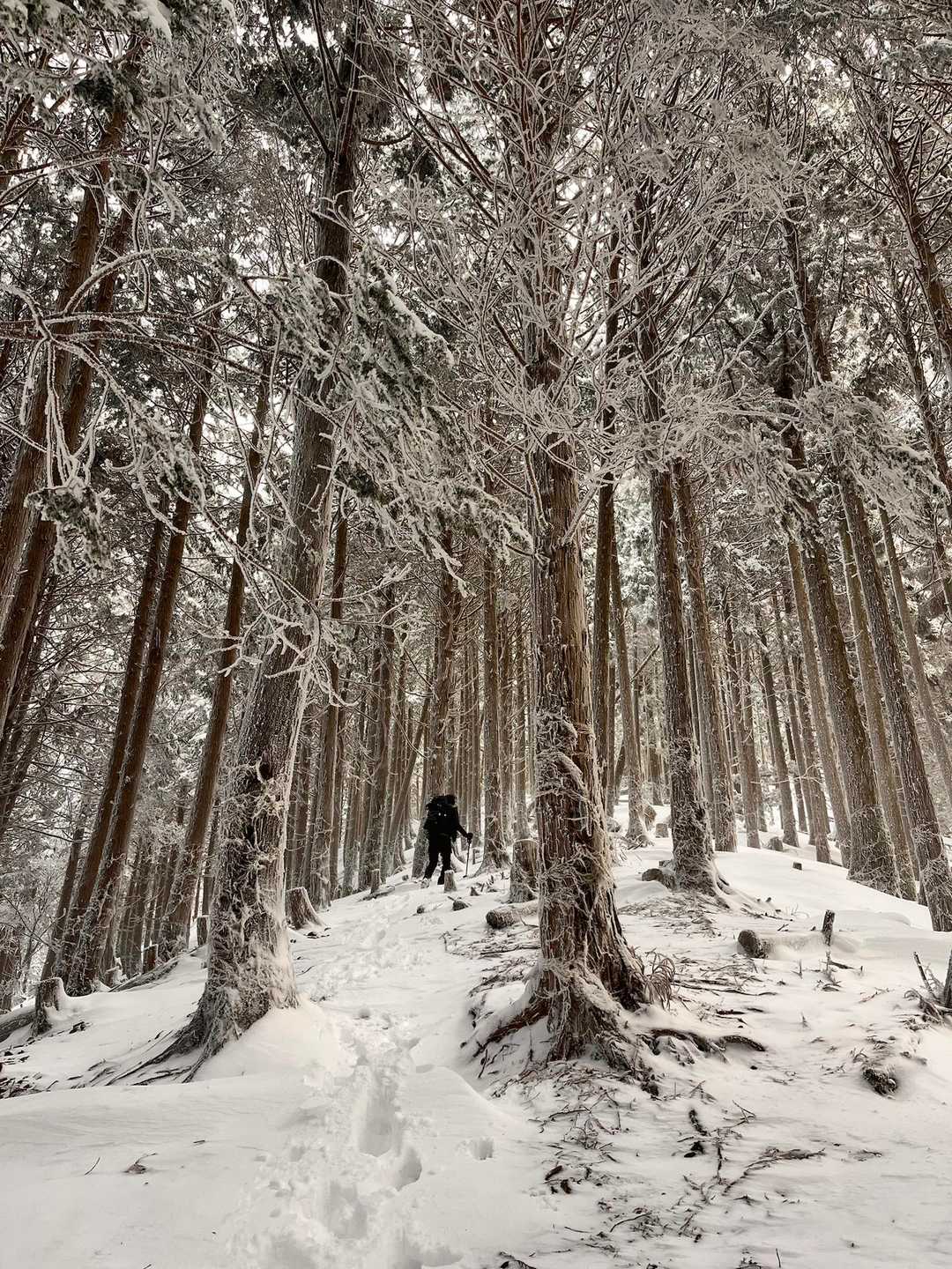 平バス停-アラキ峠-権現山-ホッケ山 往復コースの写真