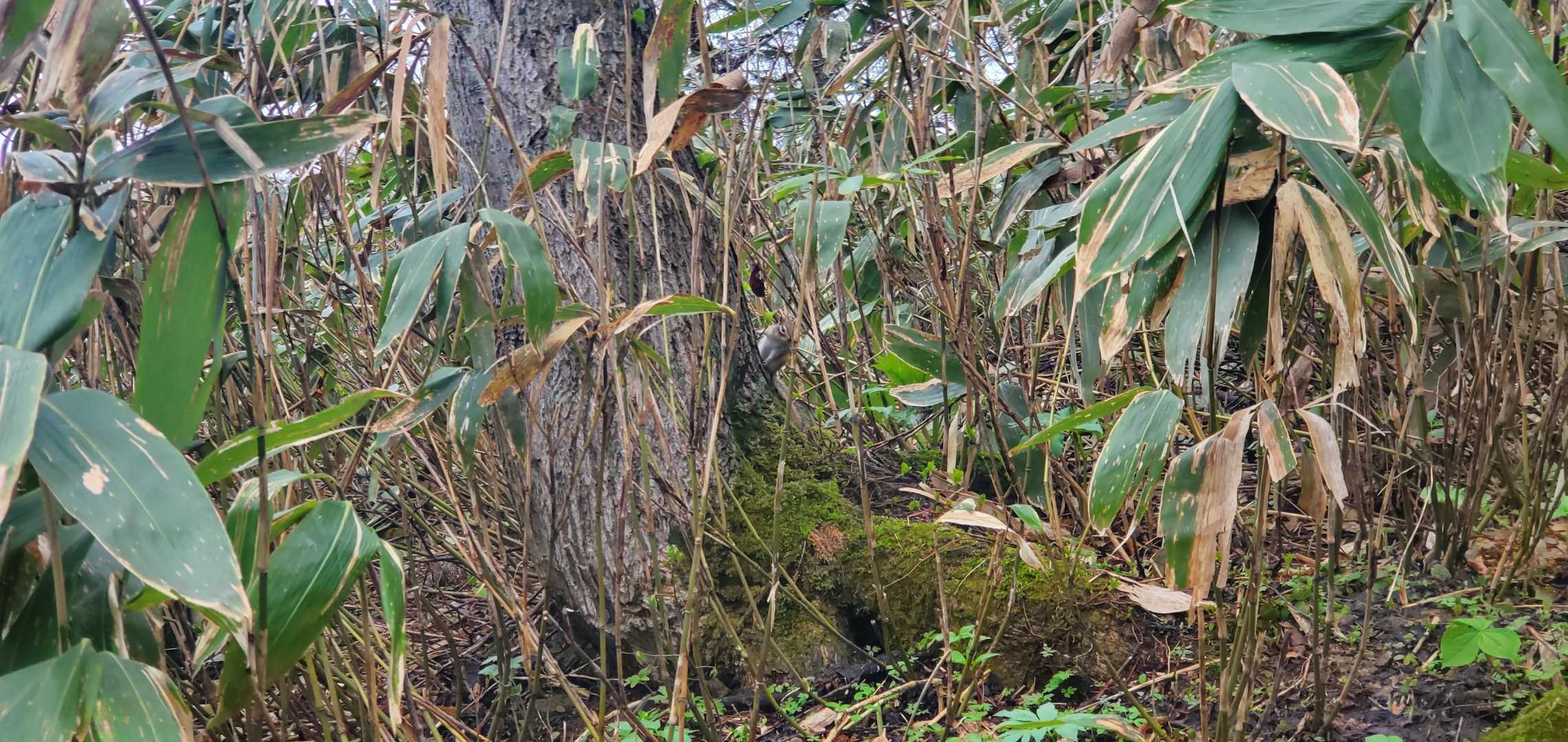 真ん中にリス🐿️