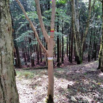 大又へここから下ります