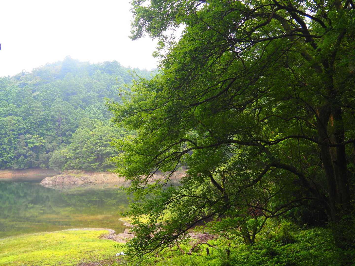 まめなしの木。
原始の梨の木で大変珍しい木🌿
