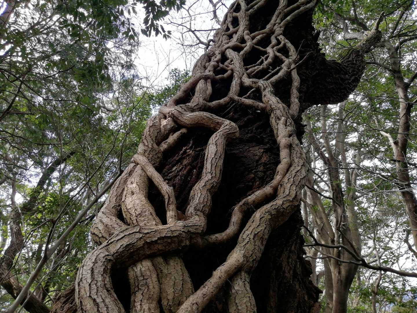 縦走路。