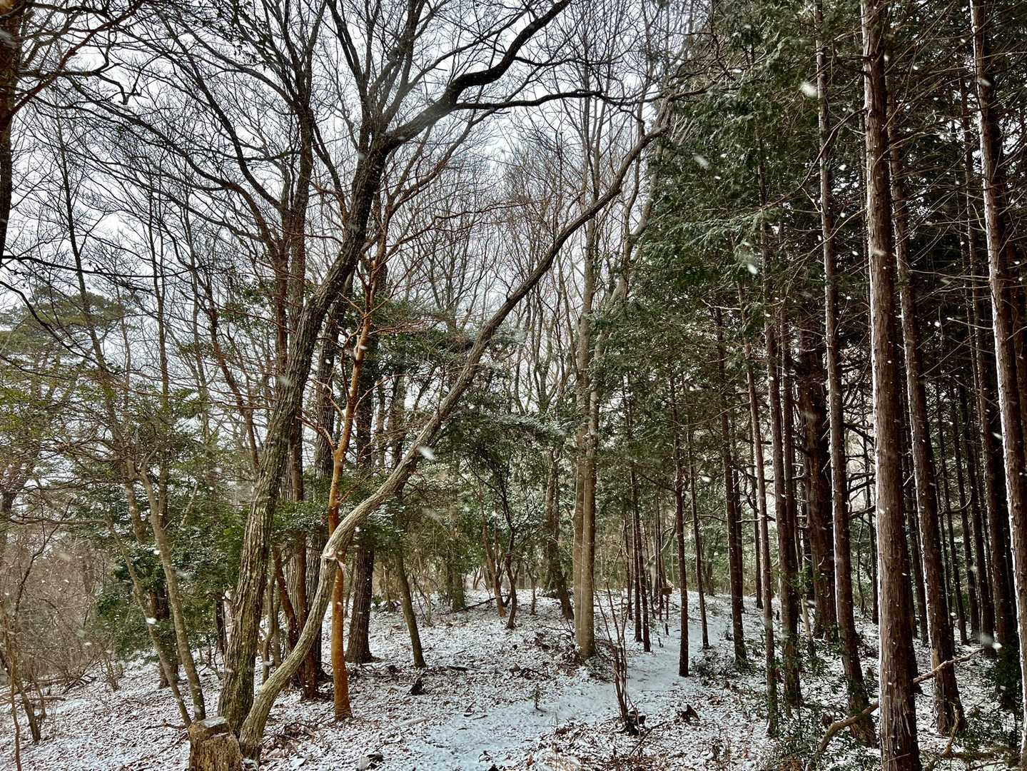 山道はこんな感じ。同じ風景が続きます。