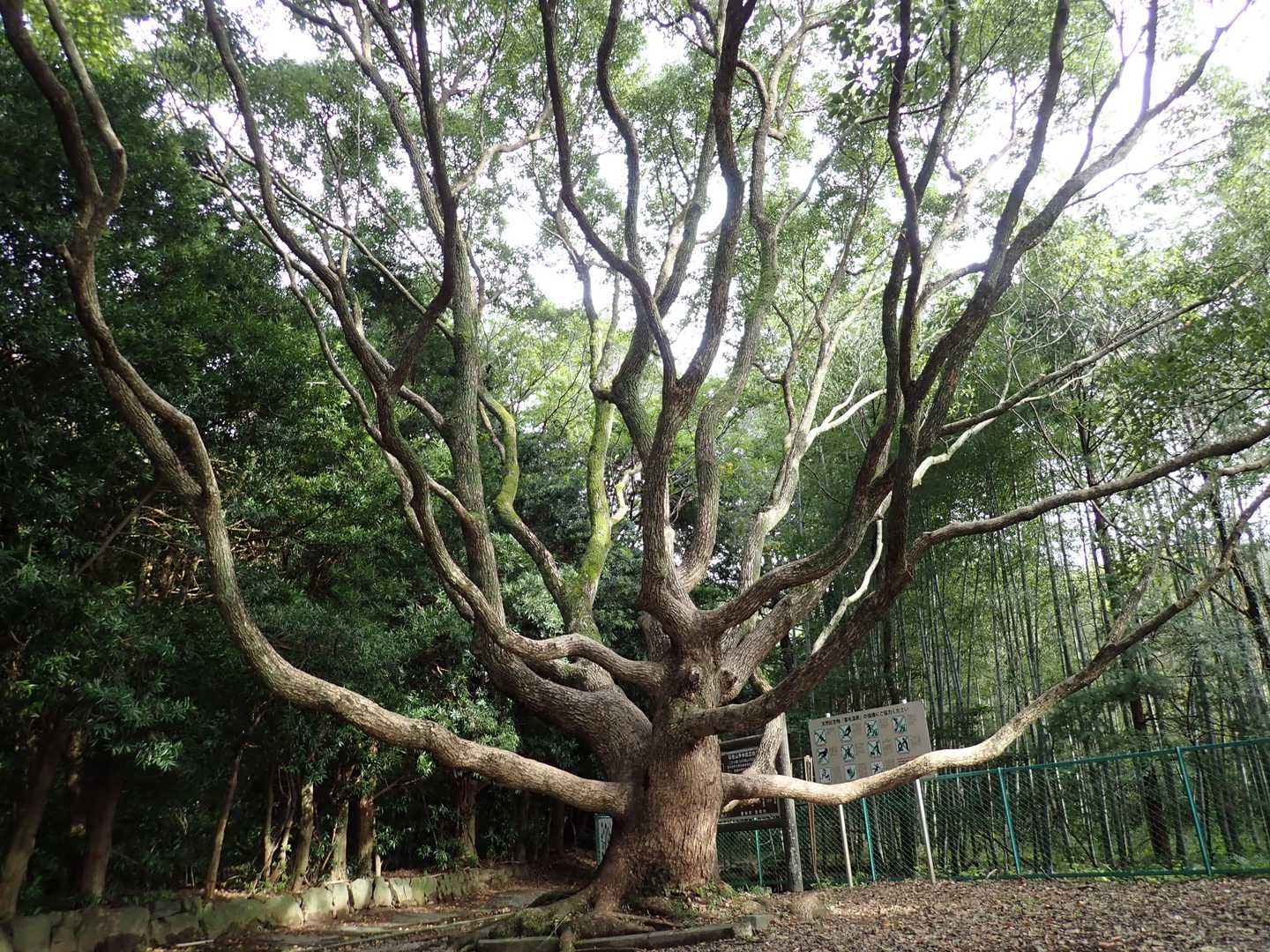 くすのき？の巨木。
驚きの枝ぶりですね。