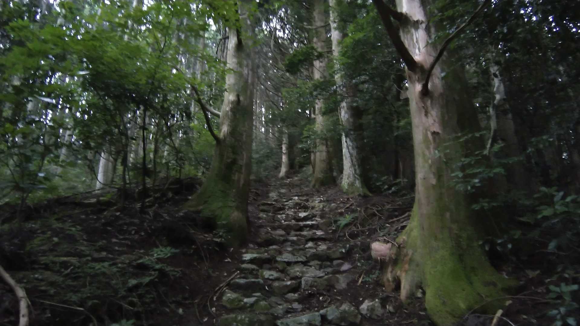 階段結構きついな～😅💦ブーンブーン