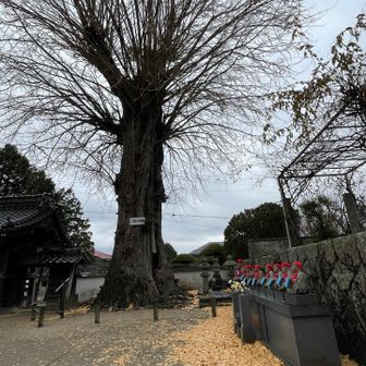 すっかり落葉🍂