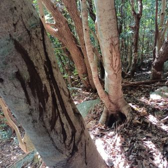 おやおや？　爪痕ですか？