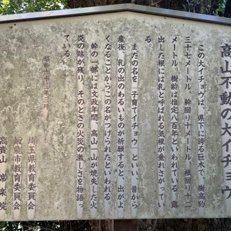 樹齢800年