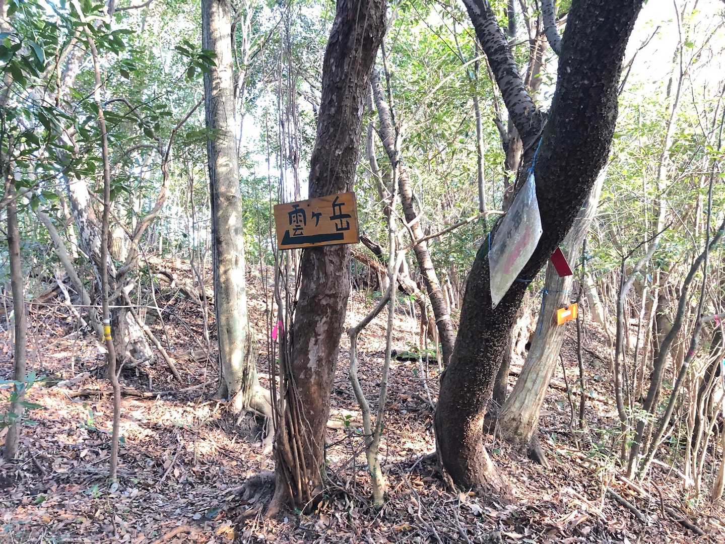 分岐点
下山では夫がワンコのように駆けて降りていった
「トレランのが向いてるんじゃ？」