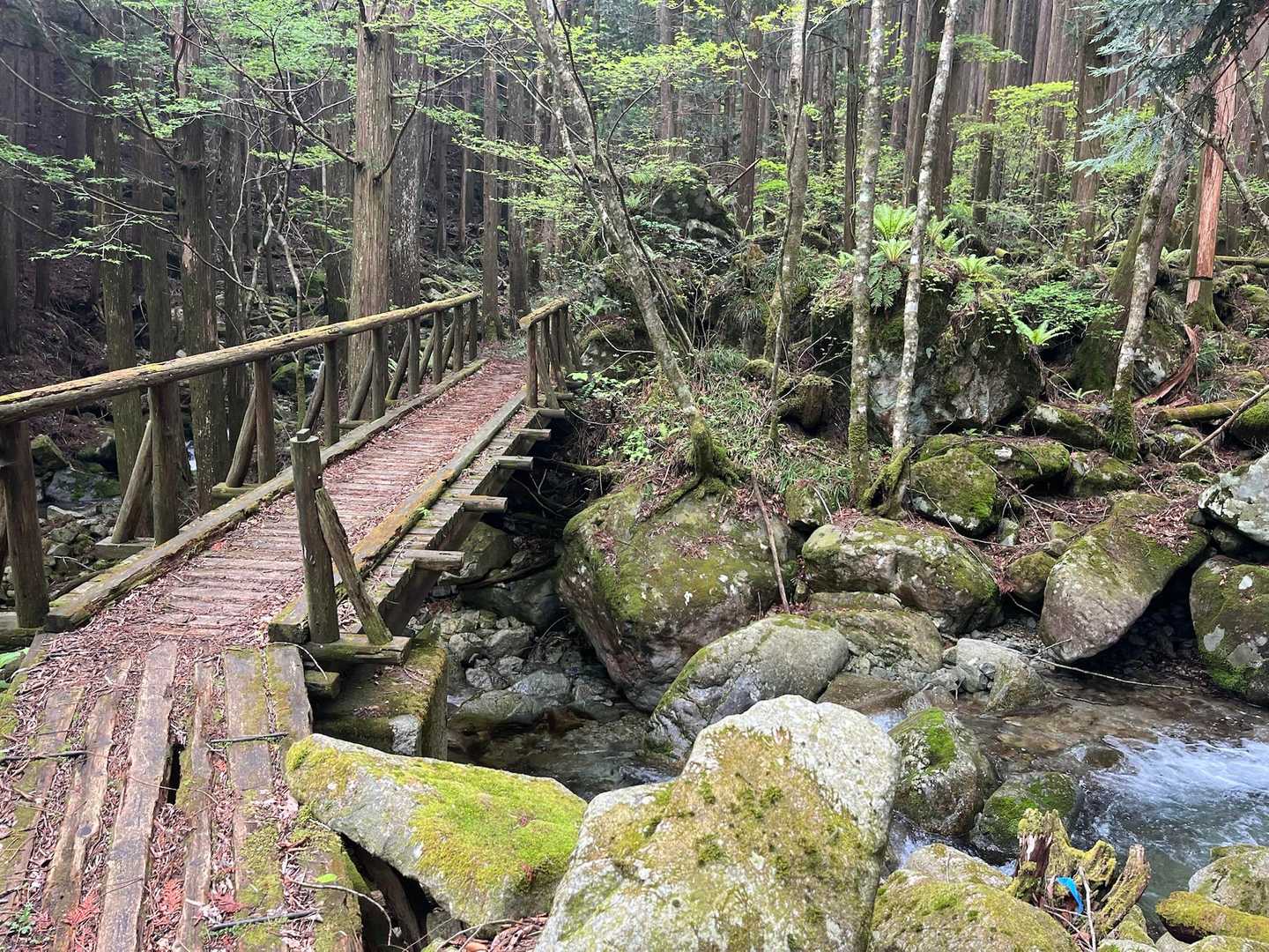 いきなり雰囲気ある道😚