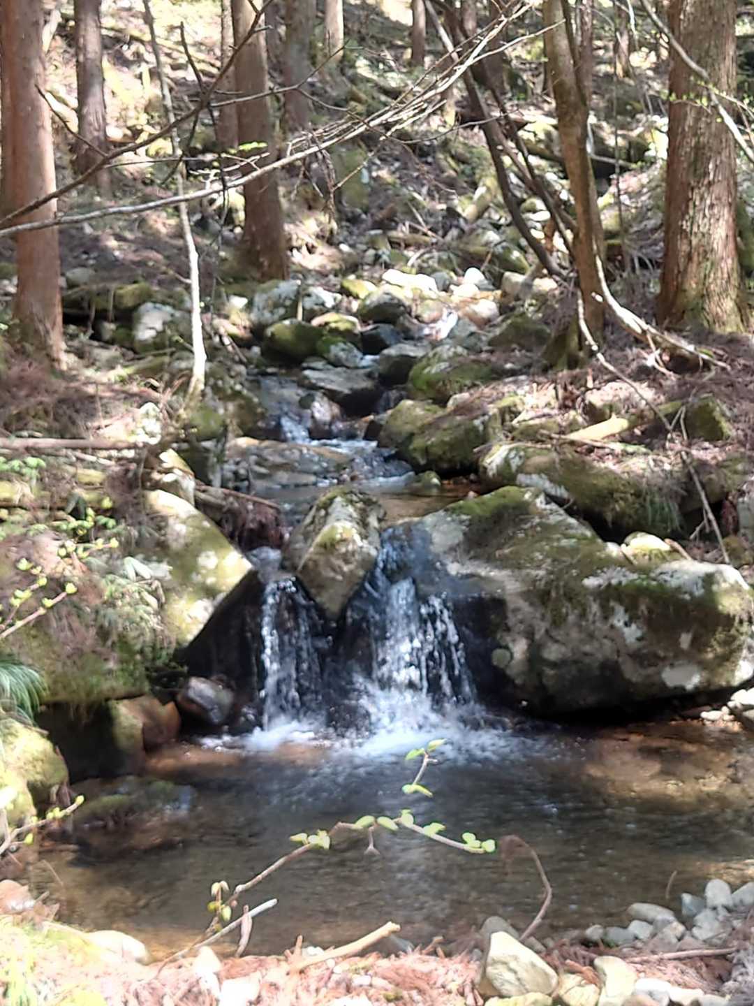 上手いこと石が挟まって、小さな滝が出来ている(⁠☉⁠｡⁠☉⁠)⁠!