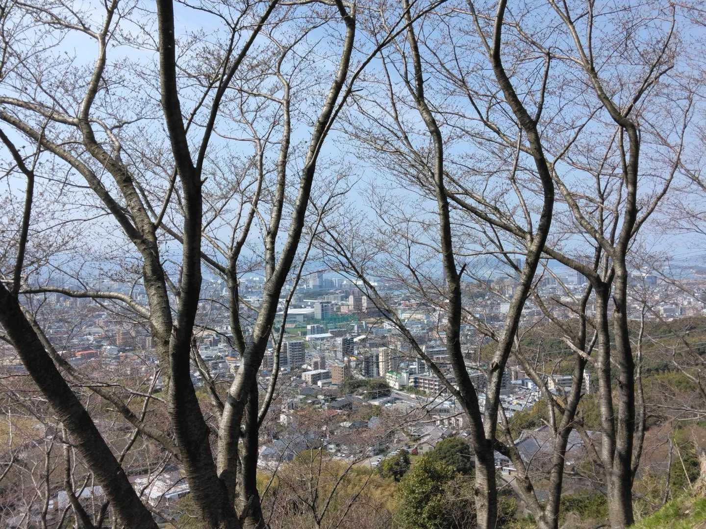 ここの桜はまだでした🌸