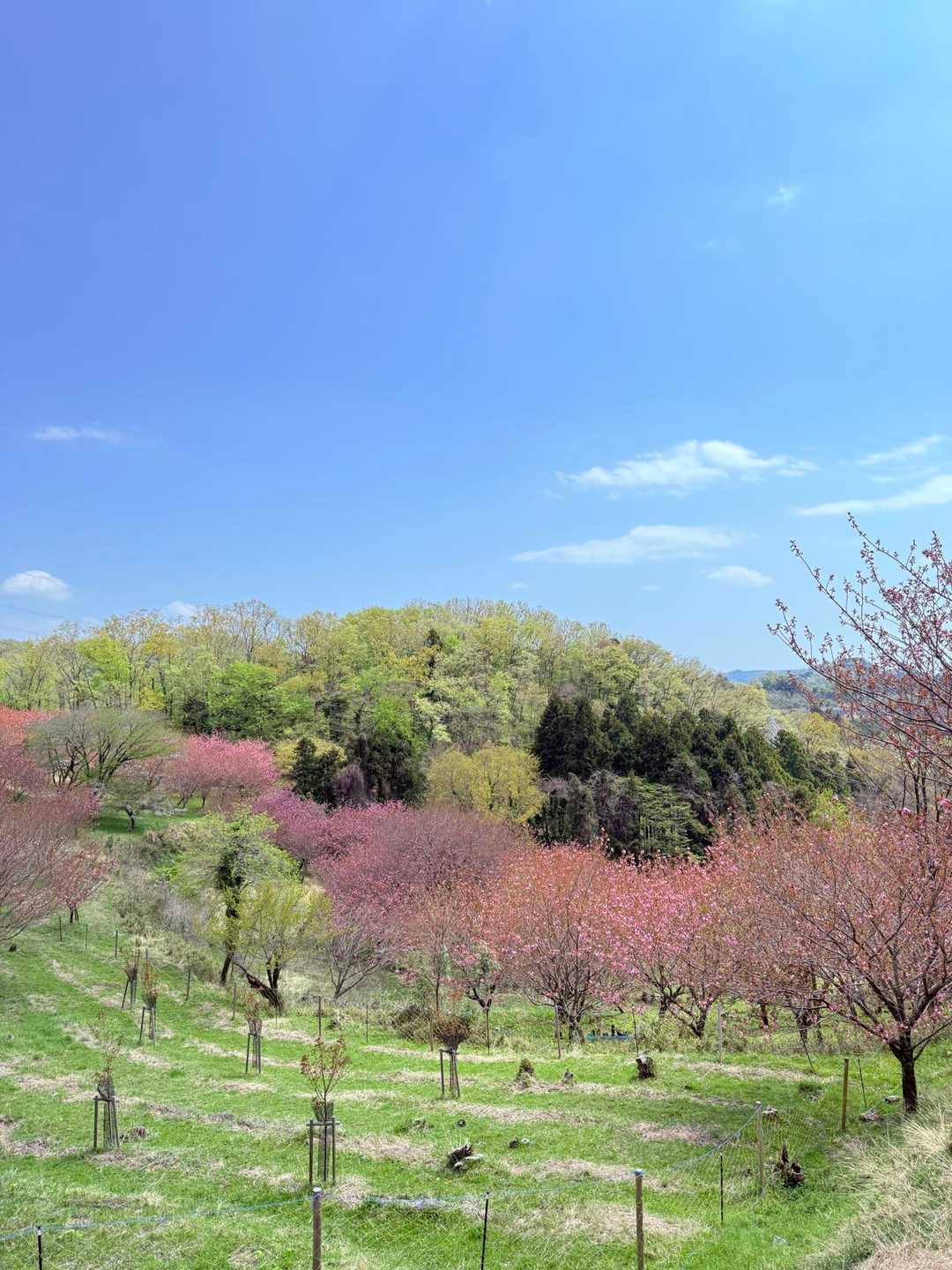 頭高山 往復コースの写真
