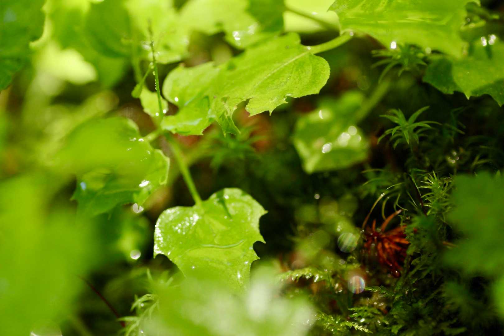 💁🏻‍♀️📷雨上がりのキラキラ植物🌱‬‪をパシャり✨️
北沢ルート㊥☔️になるが一瞬止みチャンス到来。