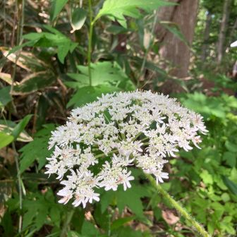 花火みたい❁⃘*.ﾟ
下山。ありがとうございました🍀*゜