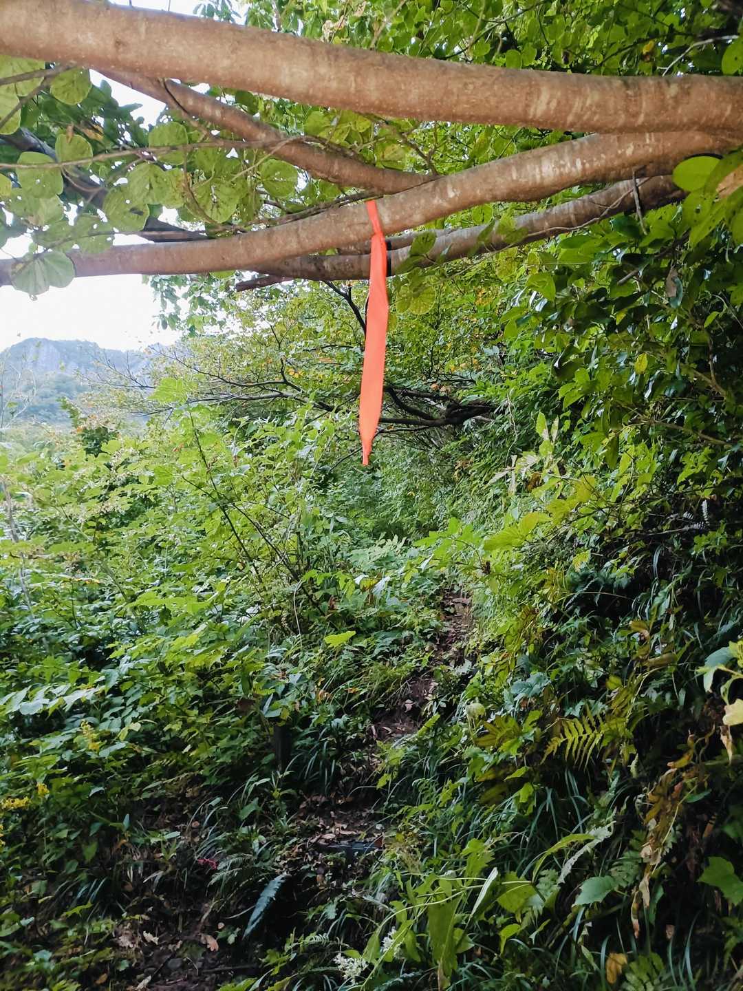赤布(🎀ピンクテープ) もまめに
険しい山ですがよく整備されています🙇