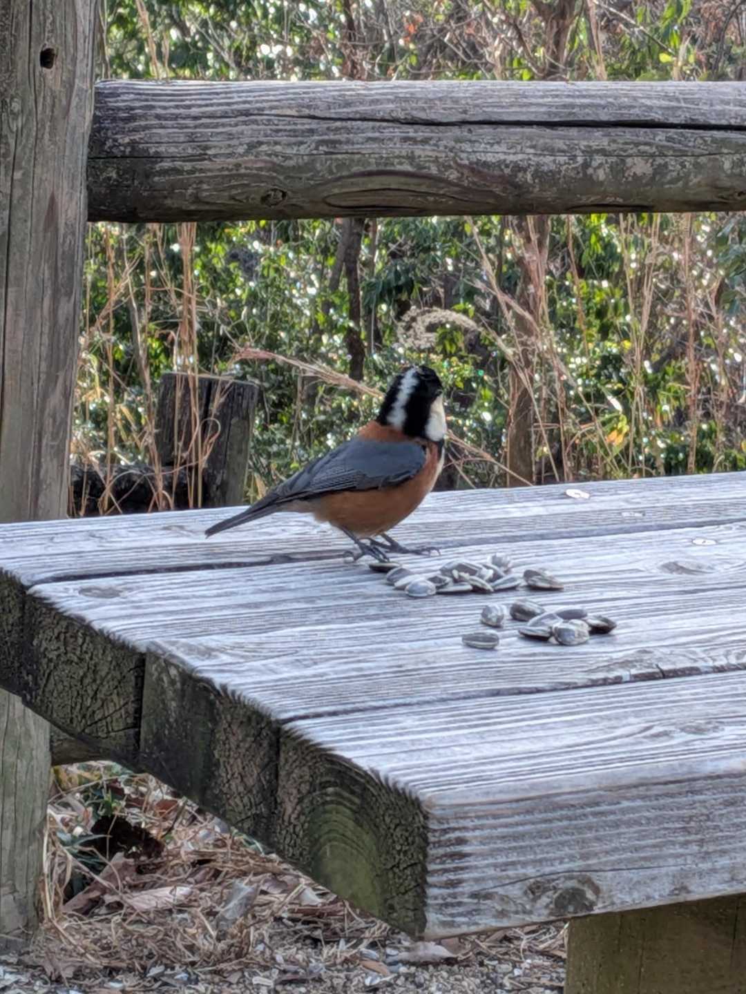 蔵王山 / 柿ピーさんの蔵王山の活動データ | YAMAP / ヤマップ