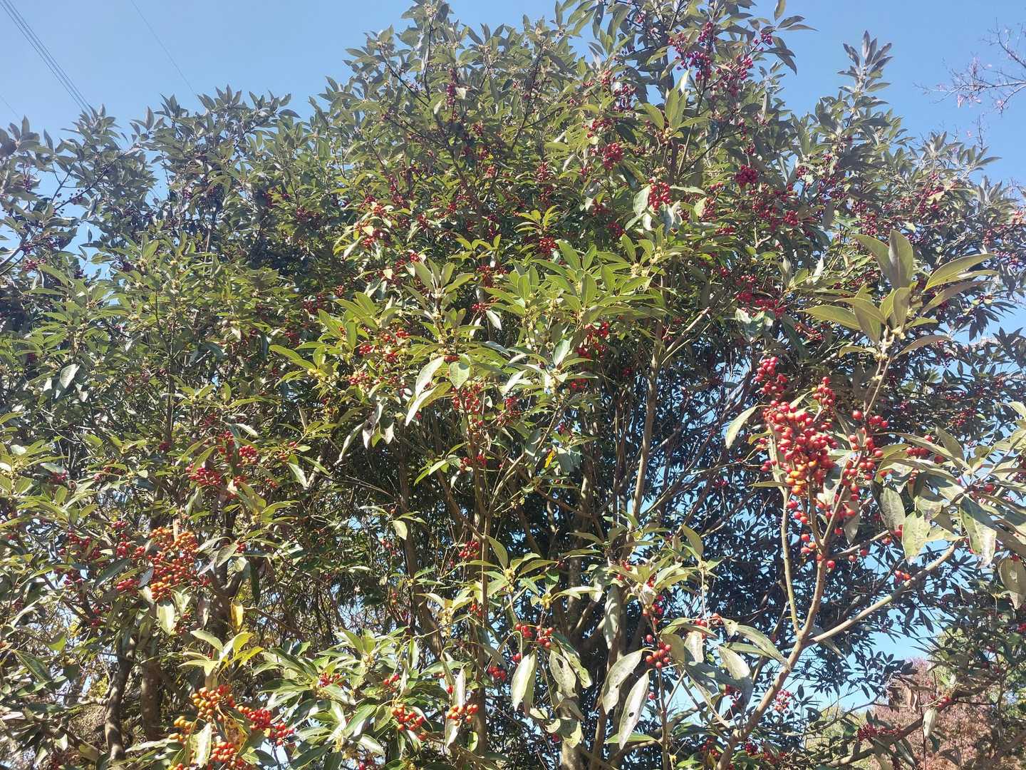 南天の大木🍒