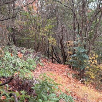山頂付近の展望はありません