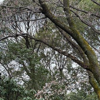 よく観るとまだ花が付いている🌸