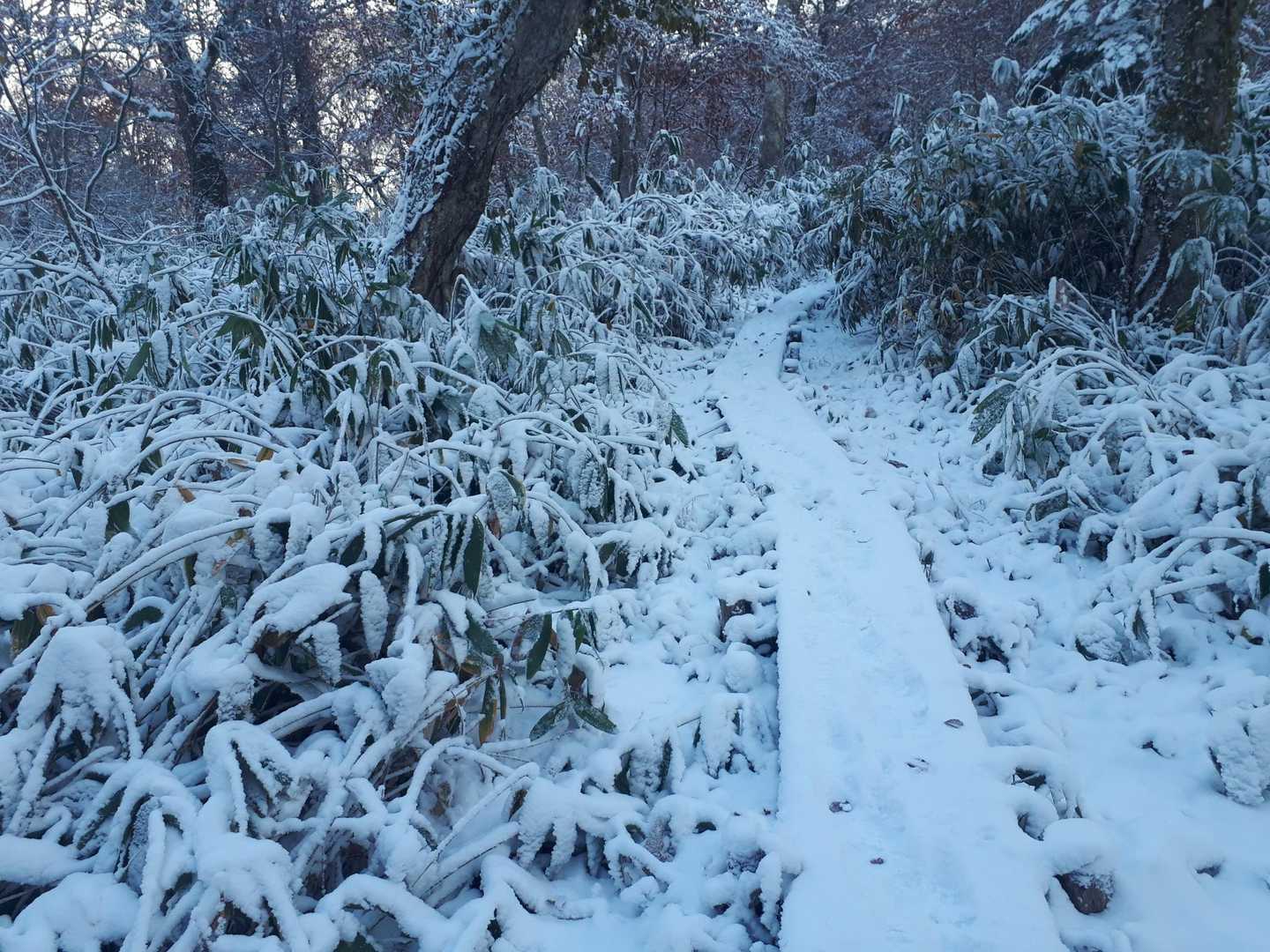 雪❄️