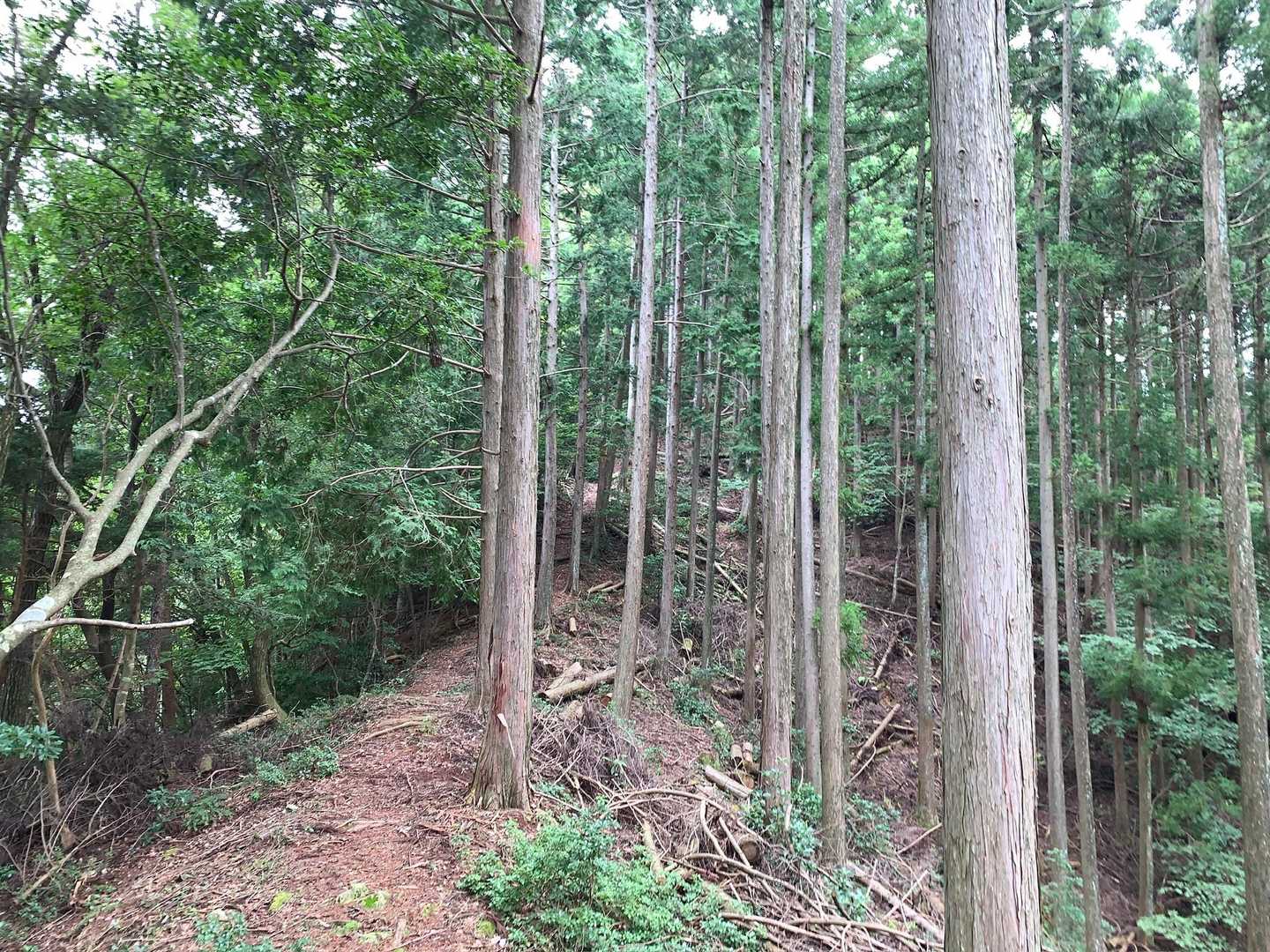 展望所までの道と比べると多少荒れている感じですが、まあ大丈夫。
相変わらず登り降りの繰り返し