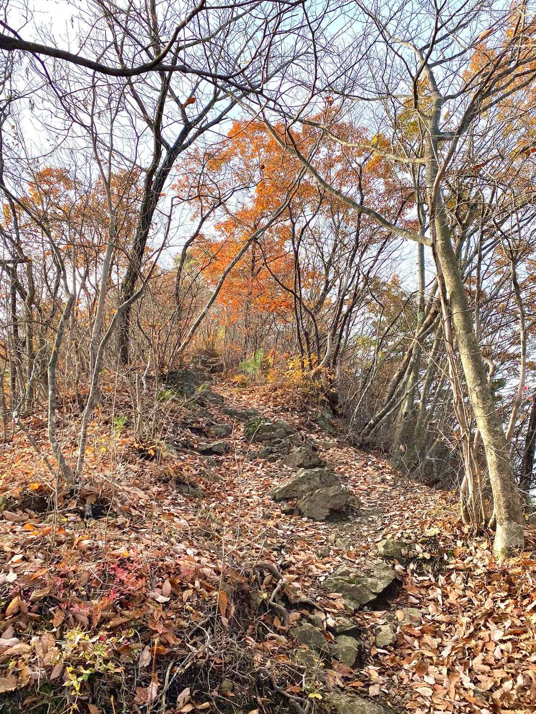 落ち葉に気をつけて登ります。山頂が近づいてきました。