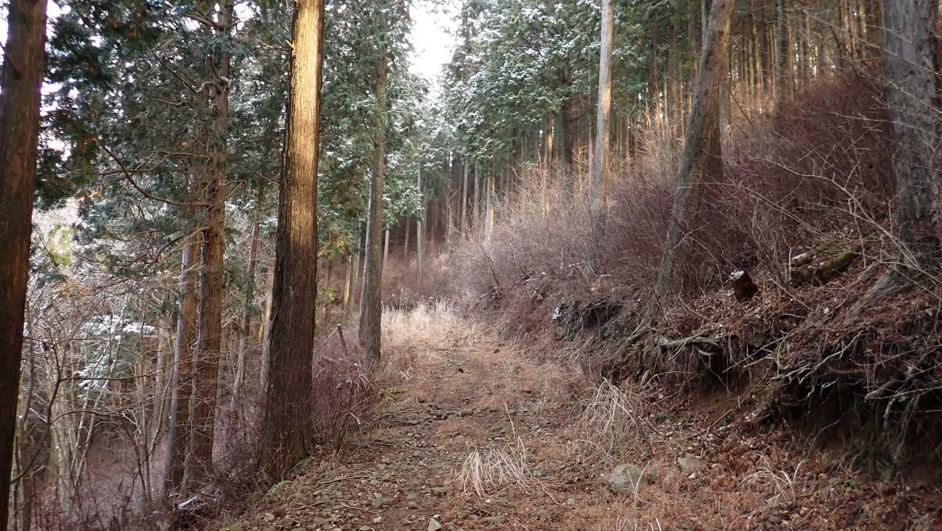 しばらく作業道歩き。
檜には雪が残っている。