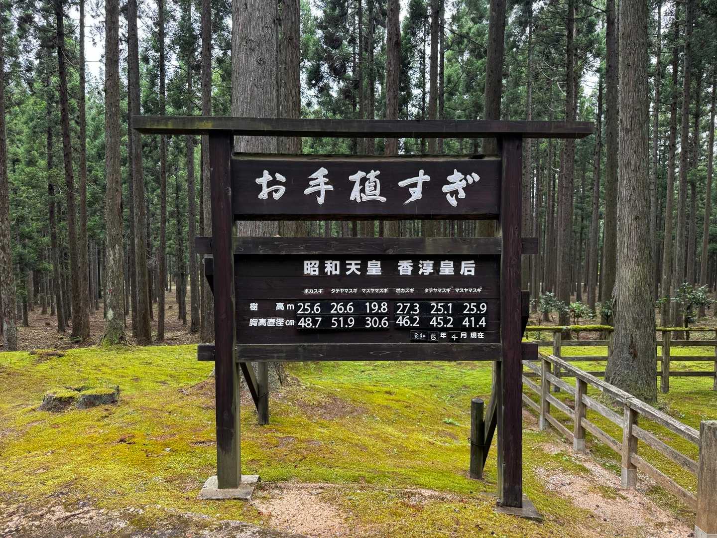 最後はお手植すぎを見て登山終了です
この後は温泉にて疲れを癒しました♨️