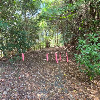 ここの分岐から、使われていない林道へ