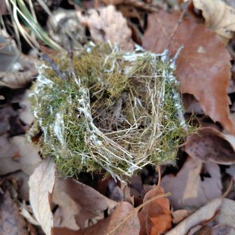 コースの参考にさせて頂いた方の日記で見た小鳥の巣😊