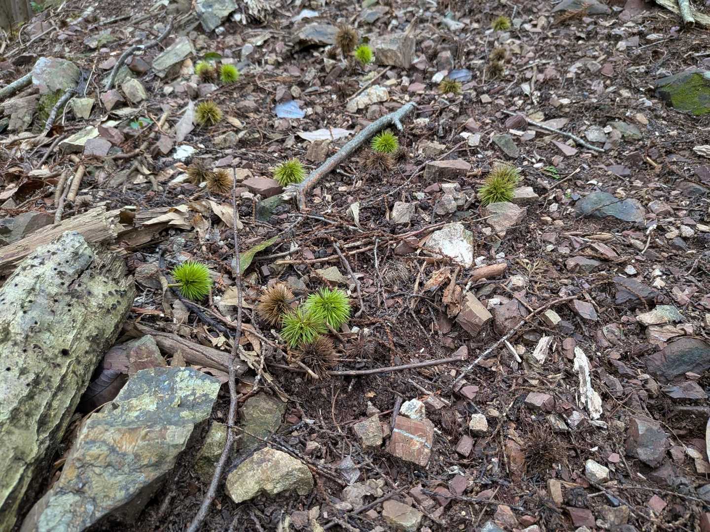 こんなに暑いのに秋の気配が🌰