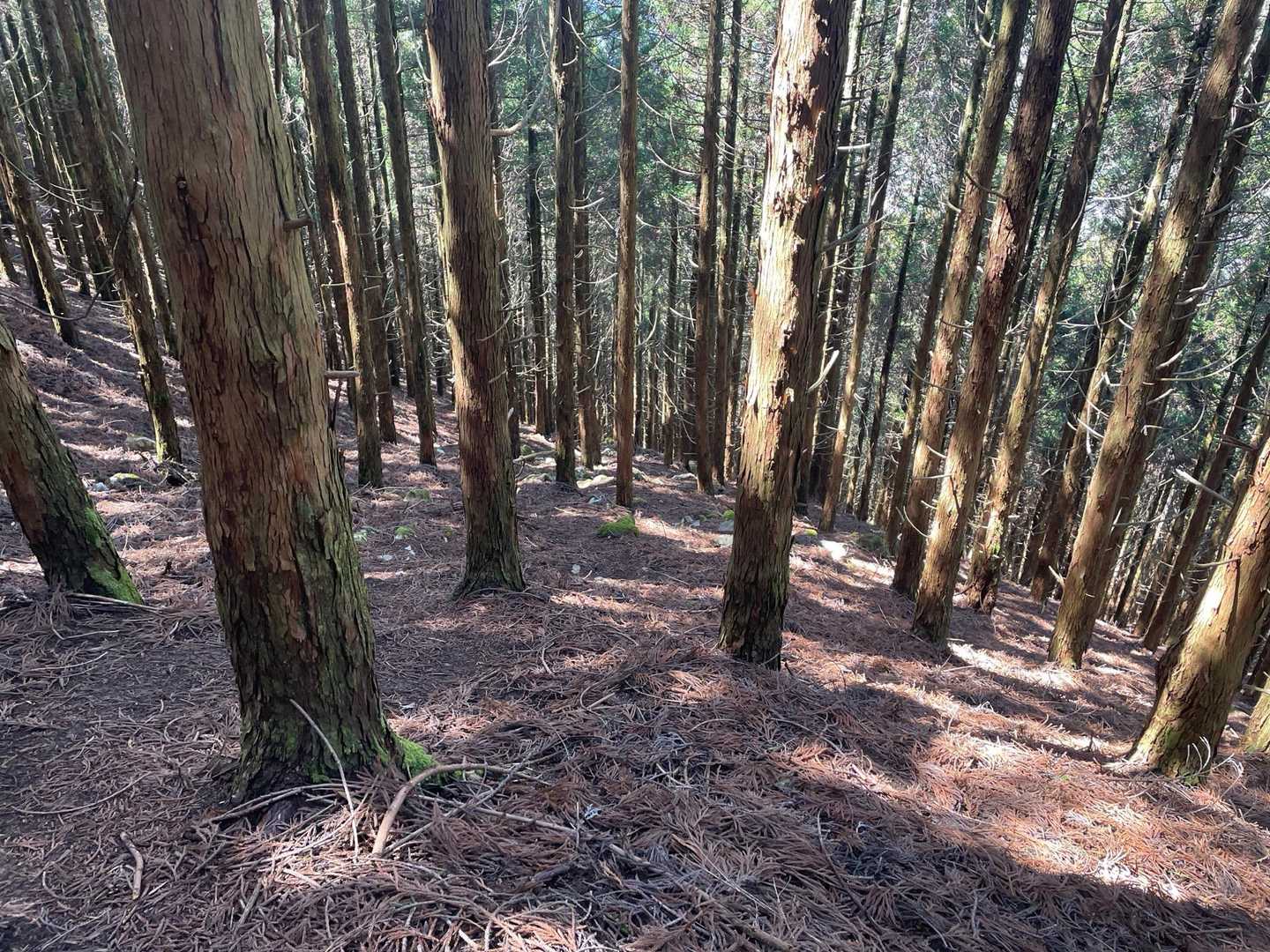 YAMAPにも注意が出てるとおり、このあたりの杉林の斜面が危険でした
斜度もそこそこある上、土がとにかく滑る滑る
そしてそこにガレた浮石が出てきてたっぷり時間をかけて下りました