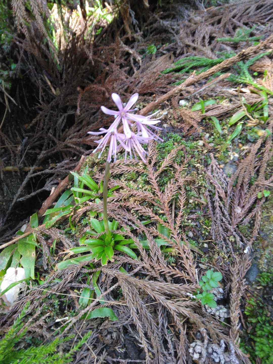 さっそくショウジョウバカマ