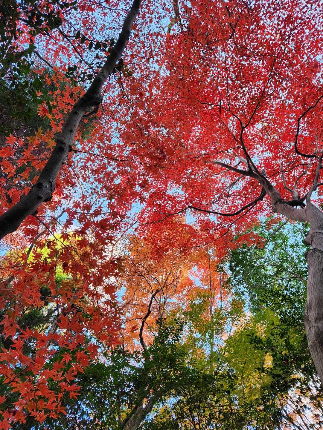 信貴山口駅-朝護孫子寺-信貴山 成福院-信貴山門　バス停 縦走コースの写真