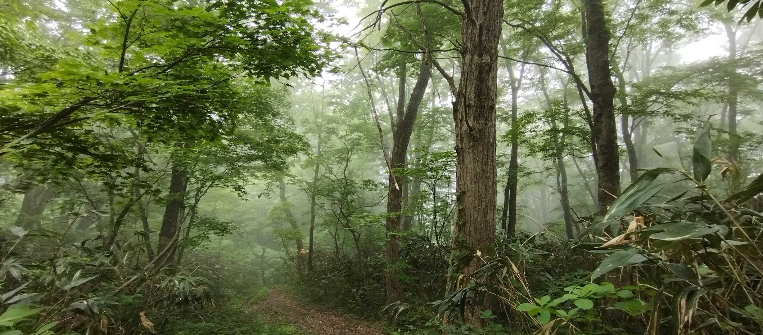 小雨の登山道に霧がかかる。幻想的ぃ〜🤤　下山中は葉っぱのアーケードのおかげで雨に当たらず。いい登山道😊