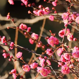 春に向かって、
全体的にはこれからですね