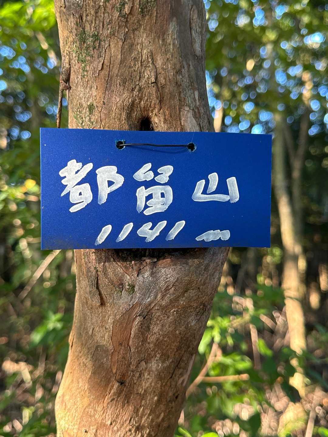 酒呑童子山 往復コースの写真
