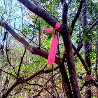 このリボンを目印に安倉山を往復👌