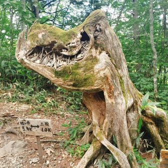 ゴジラの木だ！🦖