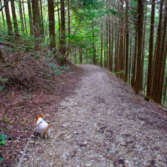 下っていきます🐾👣