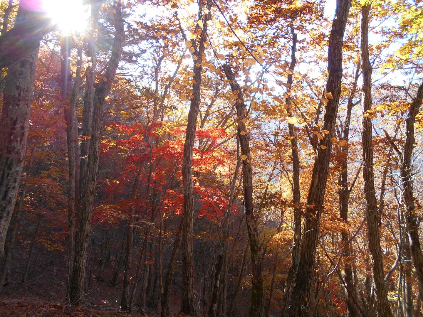 …でも紅葉に癒されながら登ると…