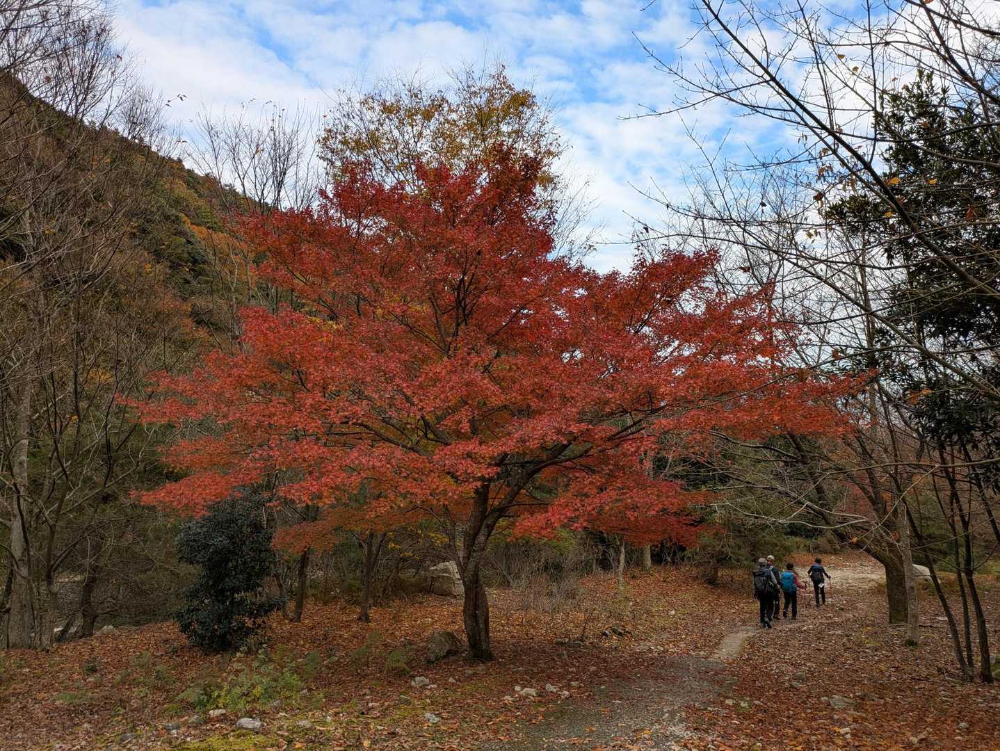 やはり麓エリアはまだ紅葉🍁が綺麗です